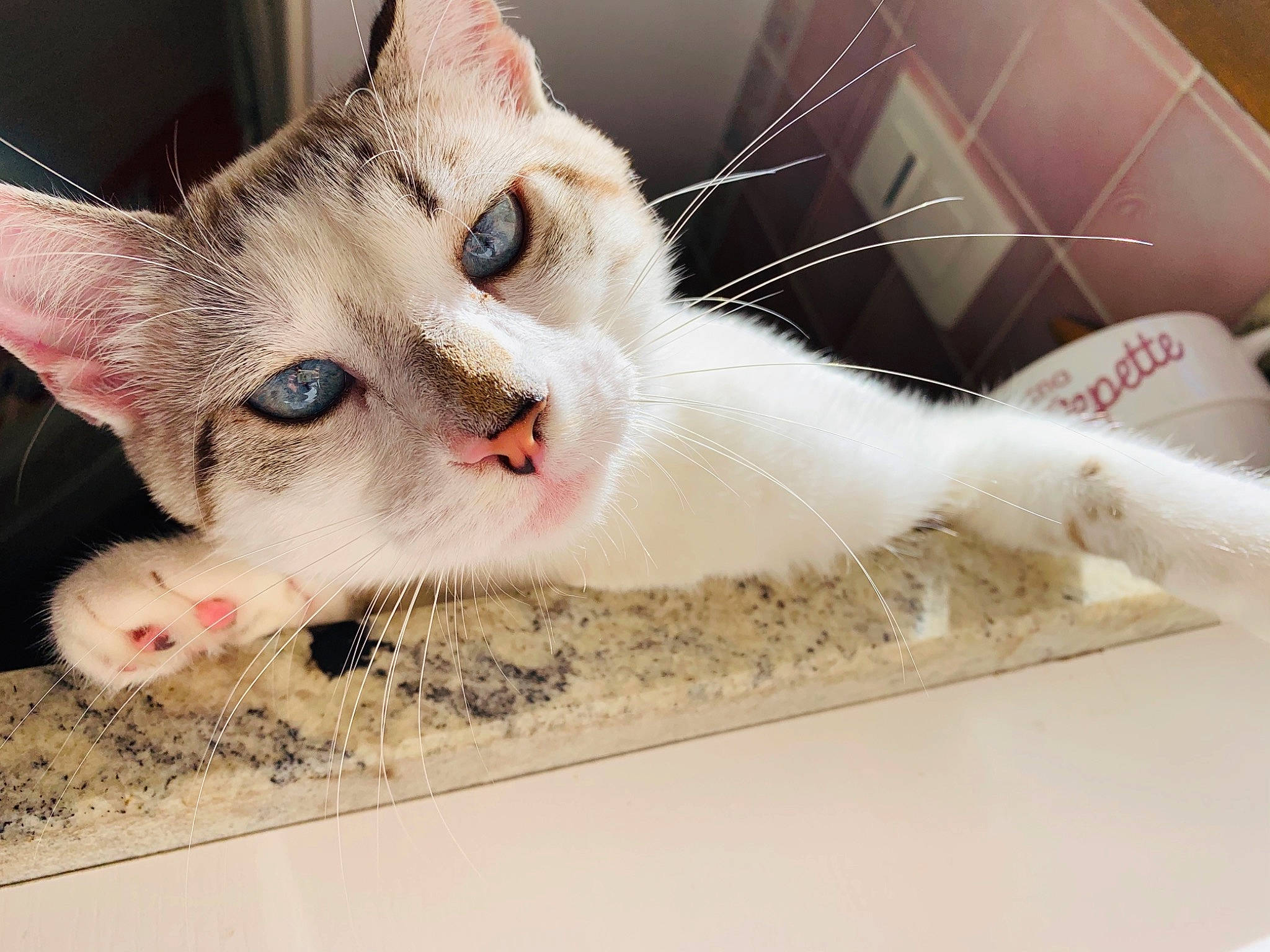 Princesse a rejoint le concours — aidez-le/la à gagner de superbes lots ! animal_shelter, carnivore, cat, claw, domestic_short_haired_cat, fang, fawn, felidae, foot, fur, paw, photo_caption, rectangle, small_to_medium_sized_cats, snout, tail, toe, whiskers