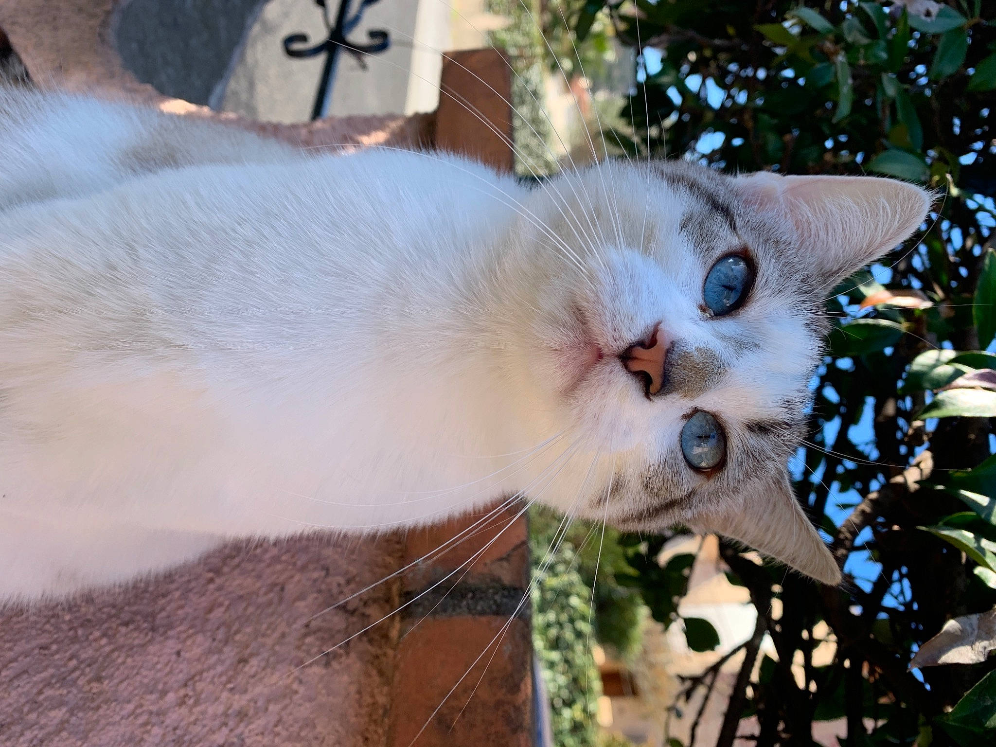 Princesse participe au concours pour gagner de l'argent avec cette photo : carnivore, cat, domestic_short_haired_cat, fawn, felidae, fur, grass, plant, plant_stem, small_to_medium_sized_cats, snout, tail, thai, tree, twig, whiskers, wildlife, wood