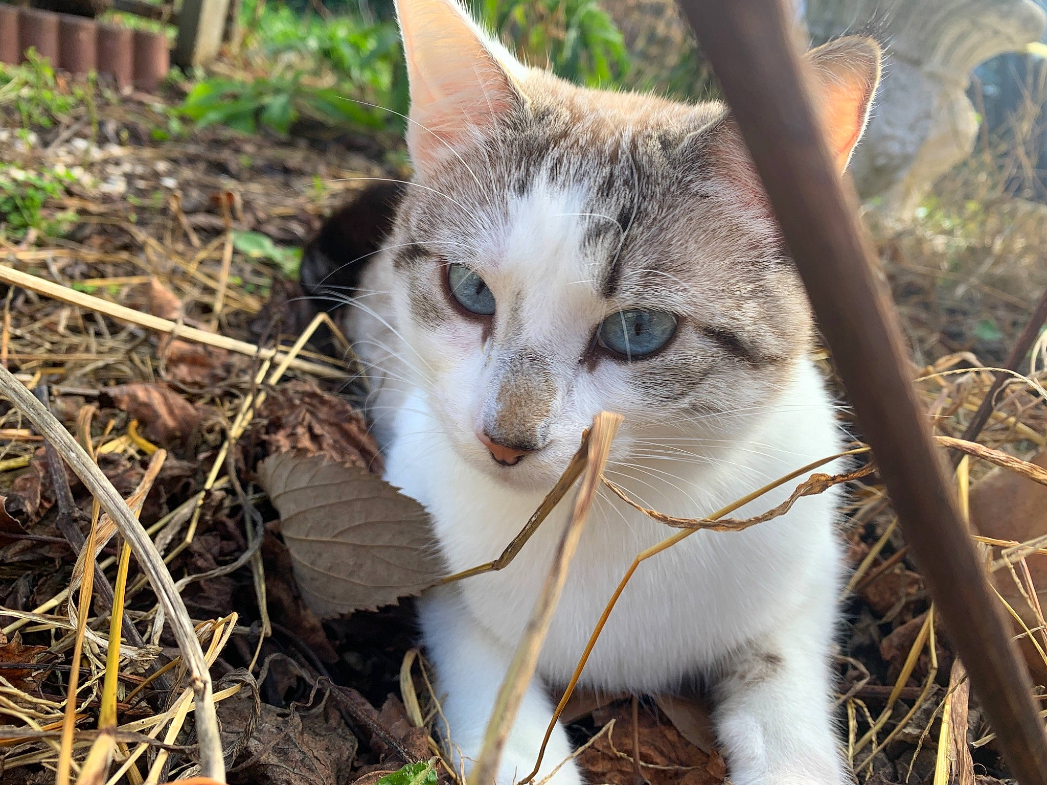 Princesse participe au concours pour gagner de l'argent avec cette photo : carnivore, cat, domestic_short_haired_cat, eye, fawn, felidae, fur, grass, groundcover, leaf, plant, small_to_medium_sized_cats, snout, soil, tail, terrestrial_animal, tree, twig, whiskers, wildlife