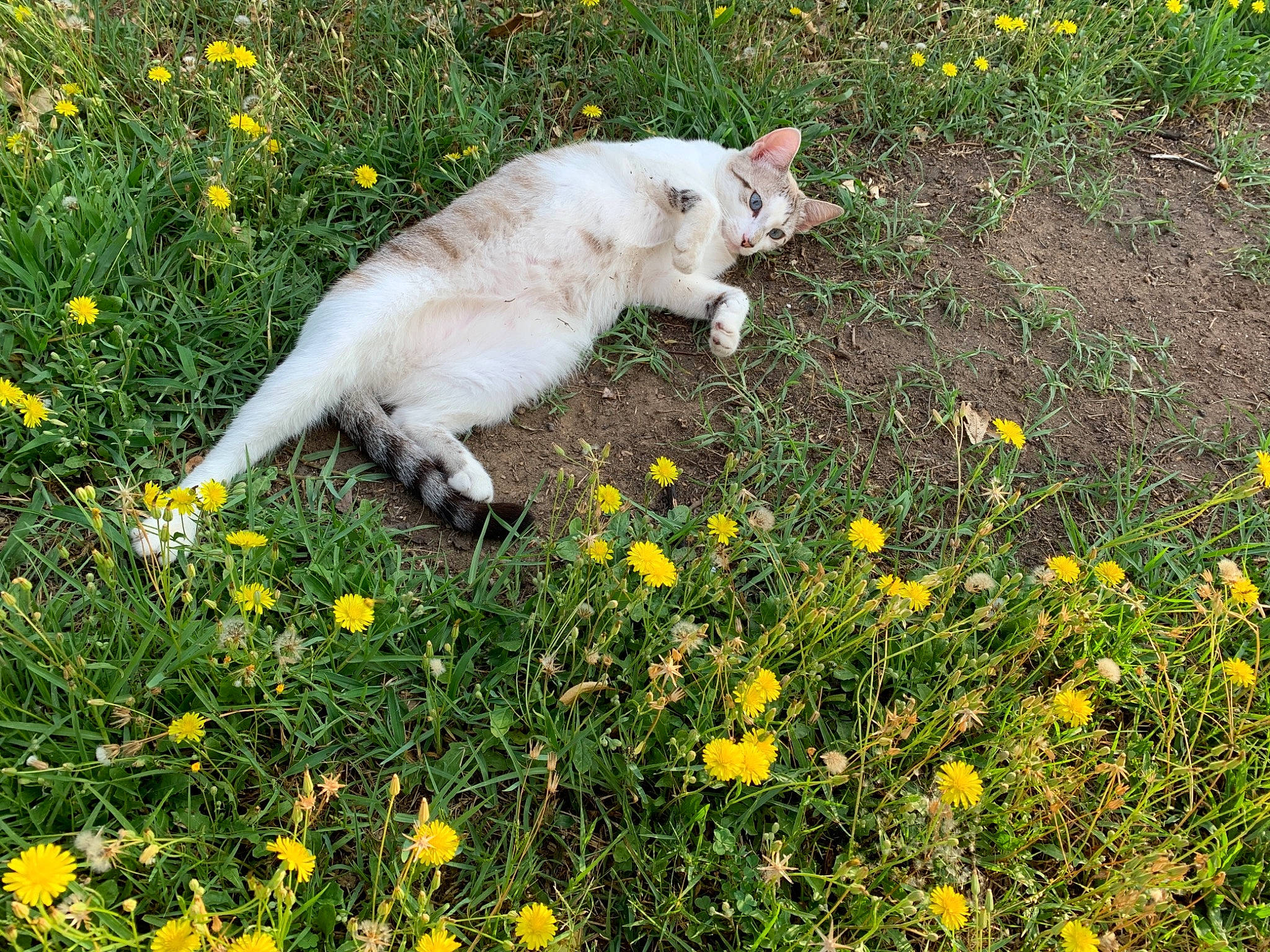 Princesse participe au concours pour gagner de l'argent avec cette photo : camomile, carnivore, cat, fawn, felidae, flower, grass, grass_family, grassland, groundcover, herbaceous_plant, lawn, meadow, plant, shrub, small_to_medium_sized_cats, tail, terrestrial_animal, whiskers, yellow