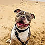 Tairo participe au concours pour gagner de l'argent avec cette photo : animal, beach, canine, coast, cute, dog, friendly, fun, happy, leash, nature, outdoor, pet, playful, sand, shore, smiling, summer, water, waves