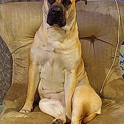 Honey joined the competition — help win amazing prizes! dog, chair, indoor, pet, canine, sitting, furniture, brown, portrait, animal, relaxed, looking_at_camera, ears, paw, fur, home, companion, cute, domestic_animal, resting