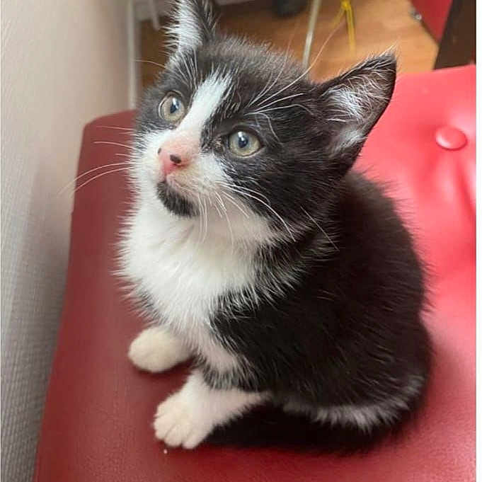 Romy participe au concours pour gagner de l'argent avec cette photo : abyssinian, angora, animal, cat, kitten, manx, pet, snout