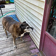 Reeses is registered to the contest to win money with this photo: animal, brown, curious, daylight, deck, dog, door, hose, house_siding, mat, old_dog, outdoor_furniture, pet, porch, quiet, reflection, side_view, weathered, white, wood