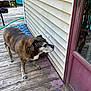 animal, brown, curious, daylight, deck, dog, door, hose, house_siding, mat, old_dog, outdoor_furniture, pet, porch, quiet, reflection, side_view, weathered, white, wood