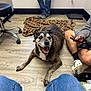 Reeses is registered to the contest to win money with this photo: animal, blanket, casual, dog, floor, happy, indoor, jeans, leopard_print, older_dog, person, pet, phone, room, sitting, smiling, sneakers, standing, tongue_out, wooden_floor