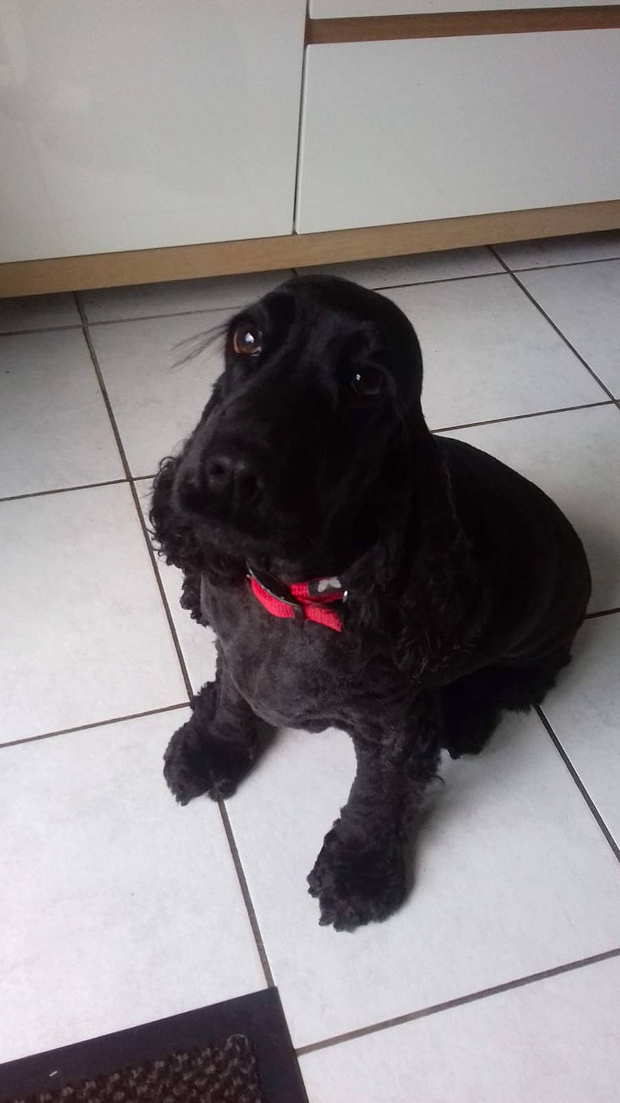 Maika a rejoint le concours — aidez-le/la à gagner de superbes lots ! american_cocker_spaniel, beagador, canidae, carnivore, cocker_spaniel, companion_dog, dog, dog_breed, english_cocker_spaniel, mammal, puppy, rare_breed_dog, spaniel, sporting_group, vertebrate