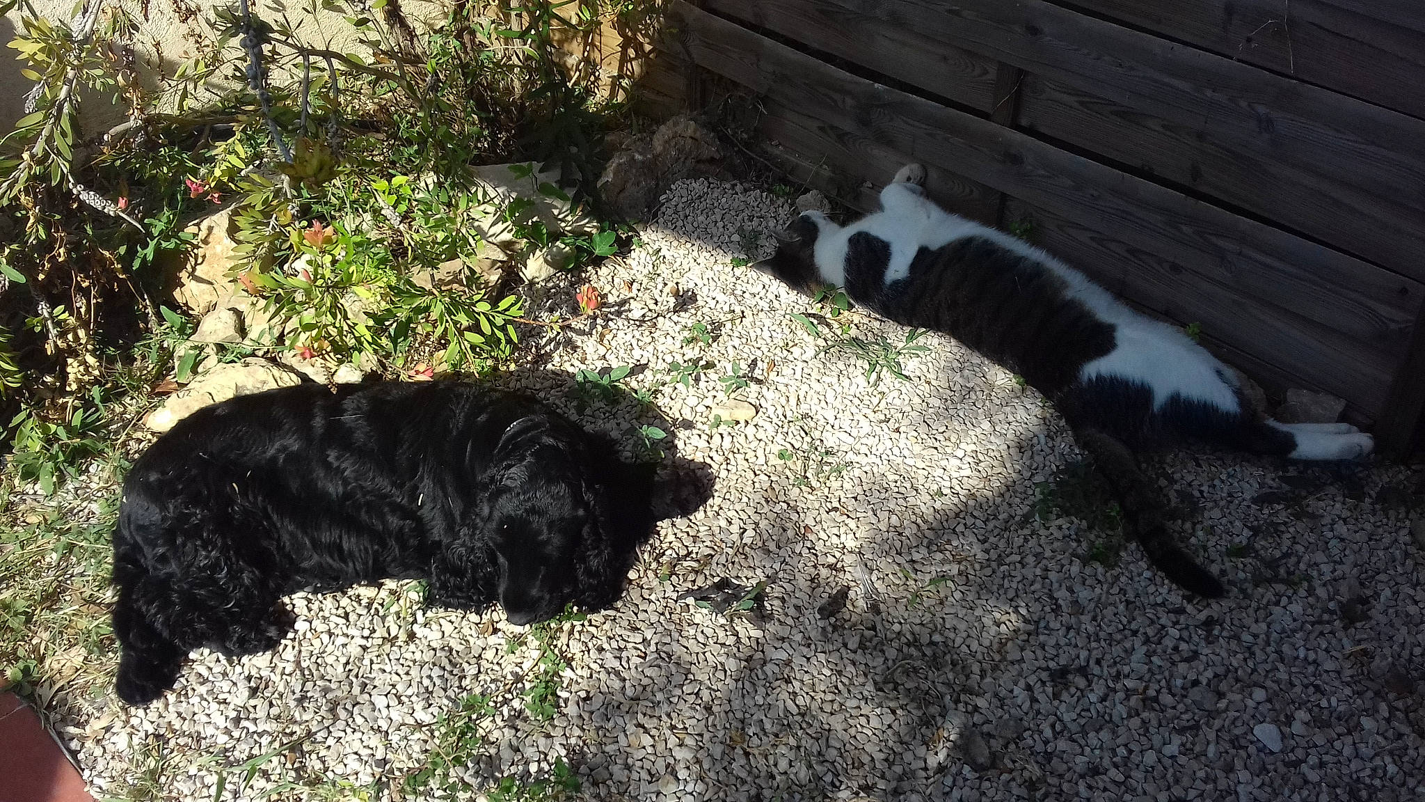 Maika a rejoint le concours — aidez-le/la à gagner de superbes lots ! bouvier_des_flandres, canidae, carnivore, cockapoo, dog, dog_breed, grass, sporting_group, terrier