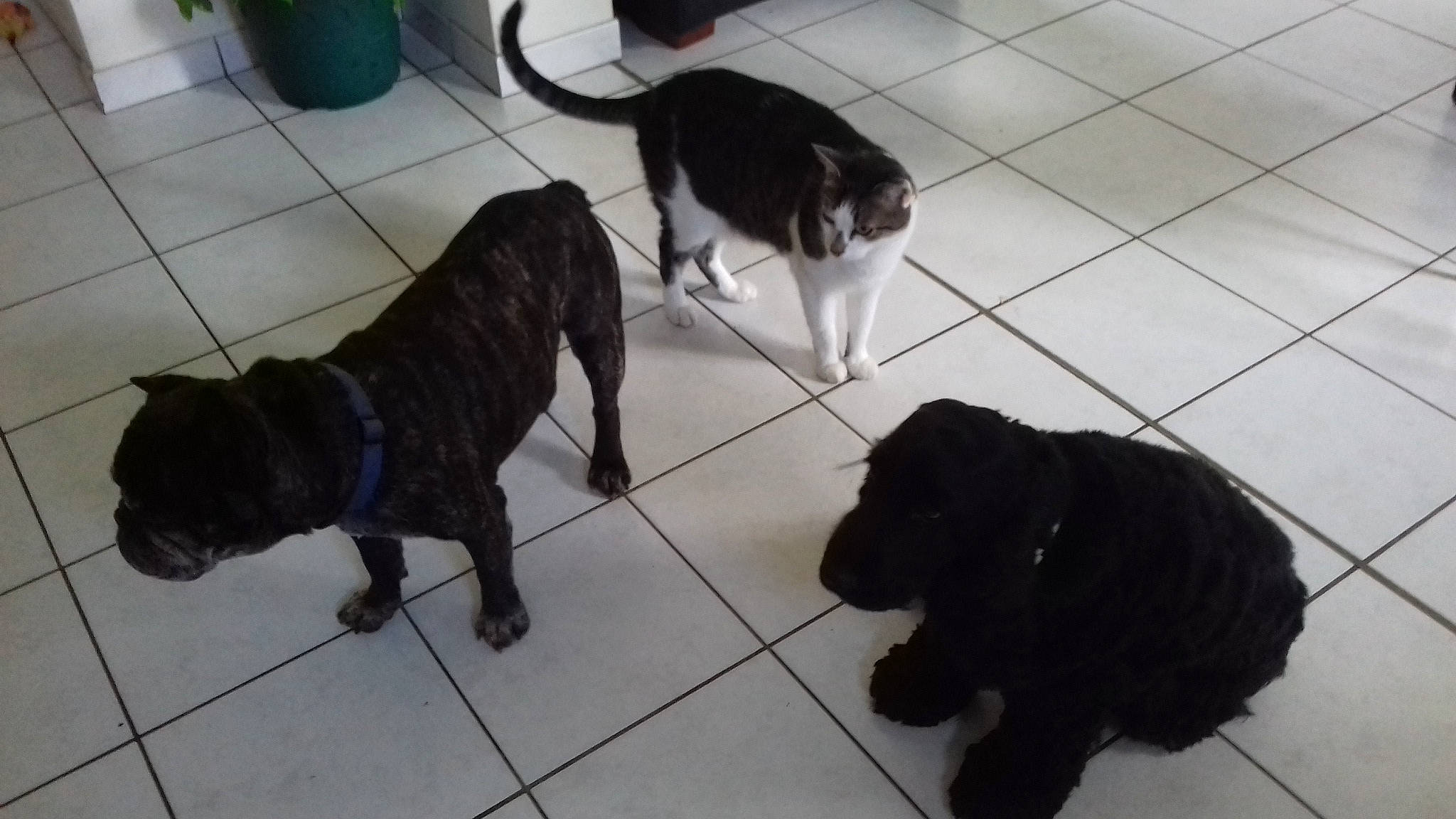 Maika participe au concours pour gagner de l'argent avec cette photo : canidae, carnivore, dog, dog_breed, guard_dog, labrador_retriever, mammal, newfoundland, non_sporting_group, puppy, sporting_group, tail, vertebrate, working_dog