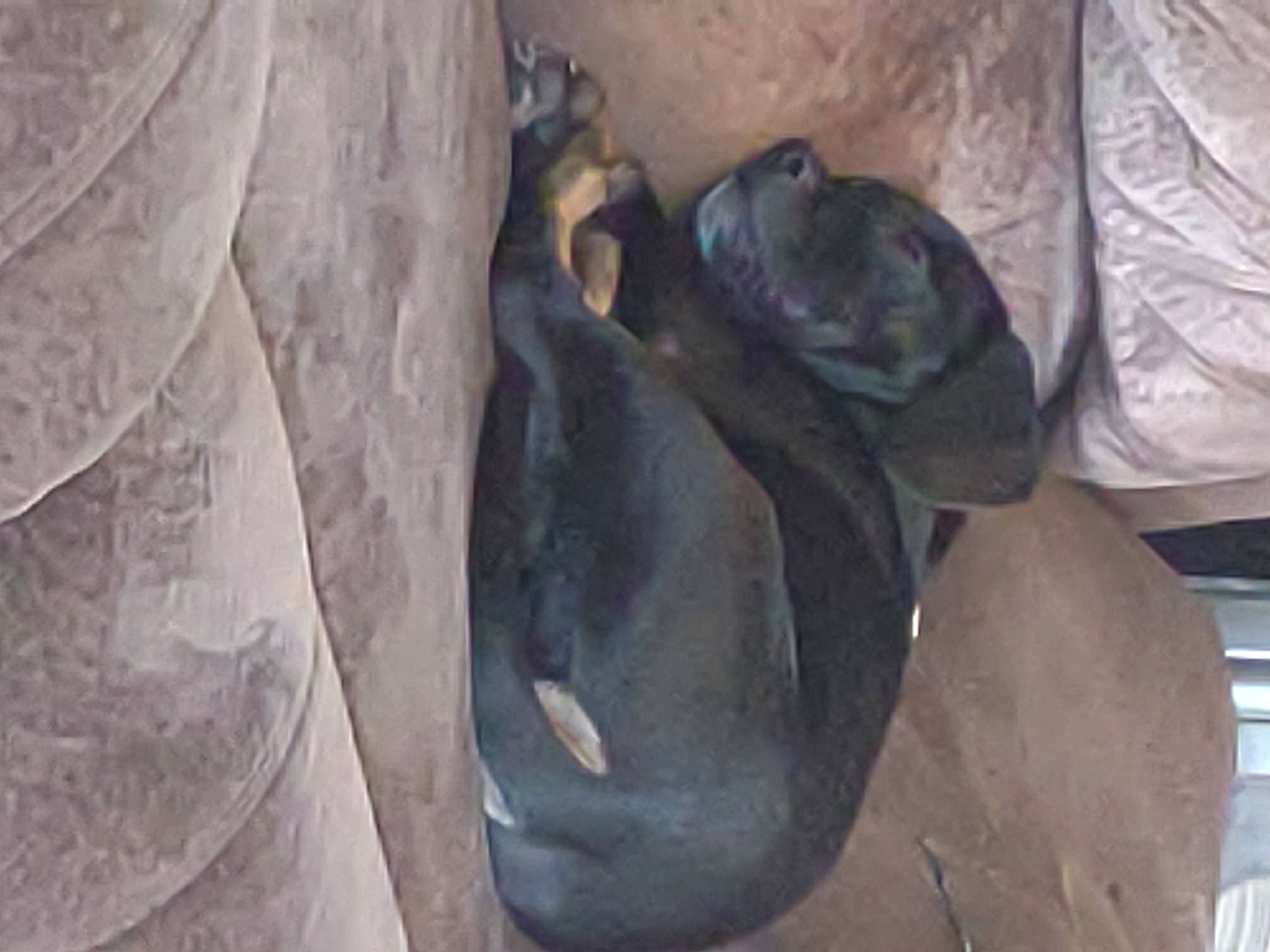 Shadow is registered to the contest to win money with this photo: comfort, grey, rock, terrestrial_animal, wood, working_animal