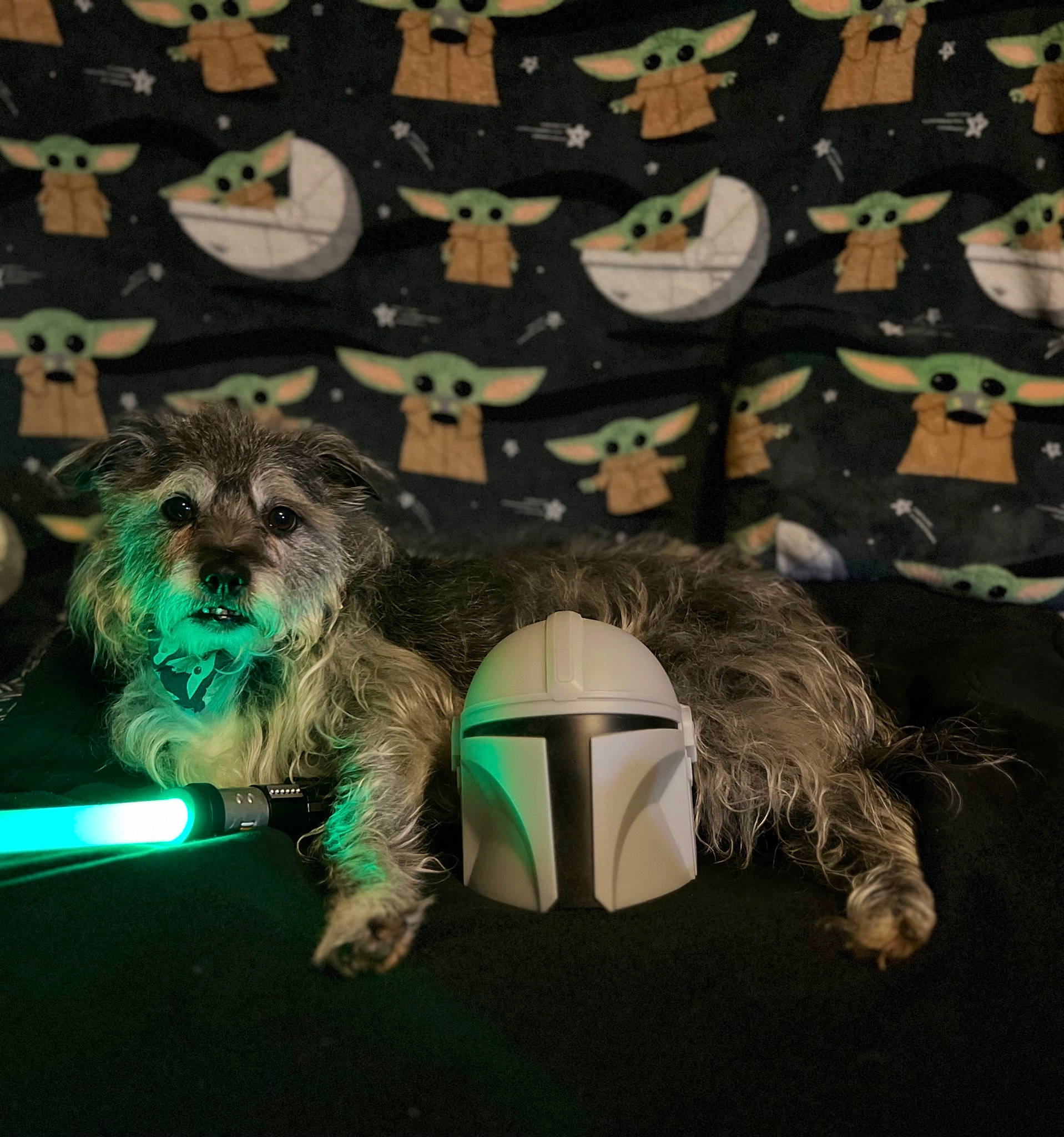 Murphy is registered to the contest to win money with this photo: ancient_dog_breeds, canidae, carnivore, companion_dog, dog, dog_breed, dog_clothes, dog_supply, fictional_character, fur, non_sporting_group, pattern, puppy, small_terrier, sporting_group, terrier, toy_dog, water_dog, working_animal, yorkipoo