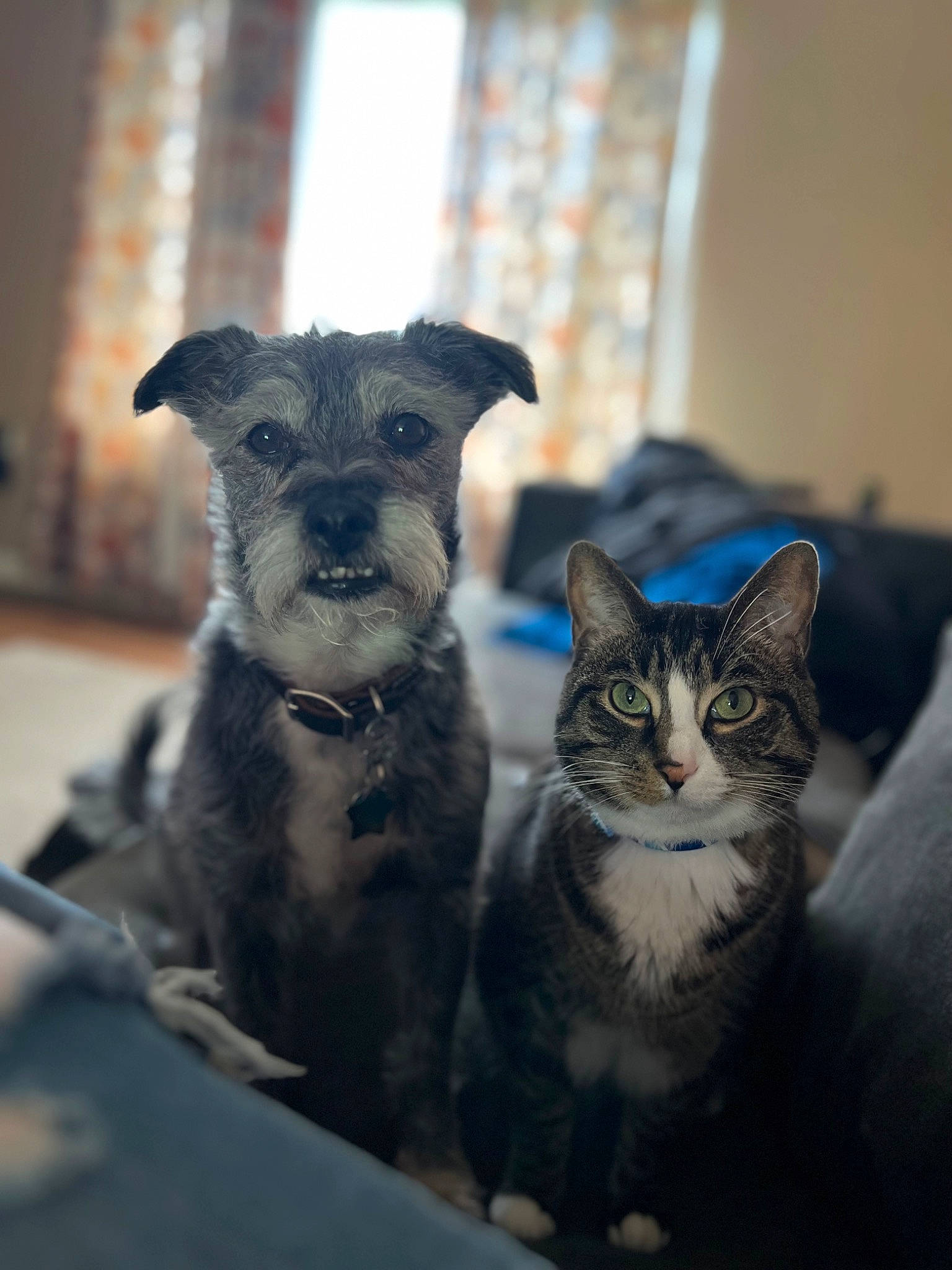 Murphy is registered to the contest to win money with this photo: canidae, carnivore, cat, claw, companion_dog, curtain, dog, dog_breed, domestic_short_haired_cat, felidae, fur, grey, paw, small_to_medium_sized_cats, snout, tail, terrestrial_animal, toy_dog, whiskers, working_animal