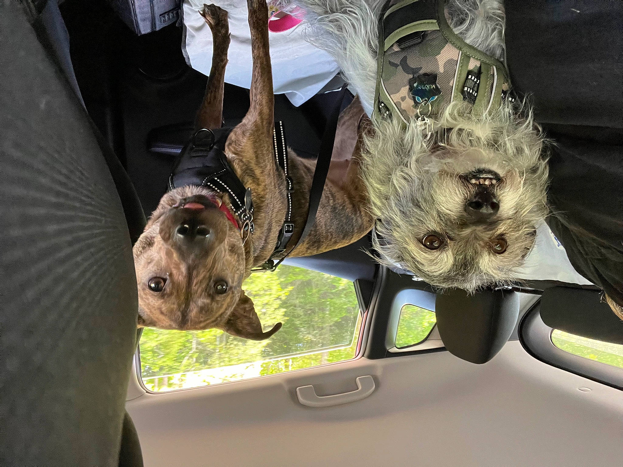 Murphy joined the competition — help win amazing prizes! auto_part, automotive_exterior, automotive_mirror, automotive_window_part, canidae, car, carnivore, companion_dog, dog, dog_breed, family_car, glass, hood, motor_vehicle, snout, sporting_group, vehicle, vehicle_door, windshield, working_animal
