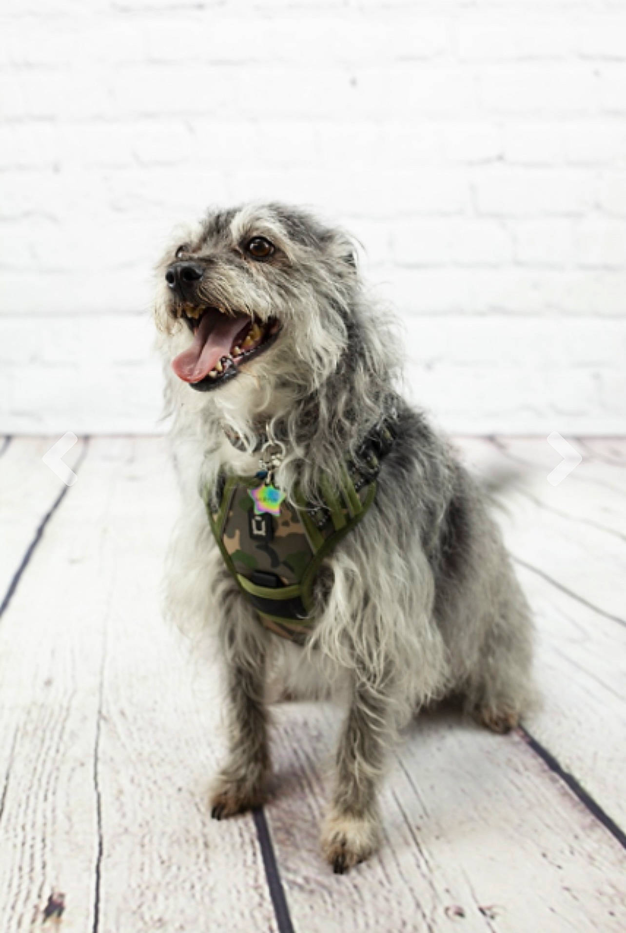 Murphy joined the competition — help win amazing prizes! canidae, carnivore, catalan_sheepdog, companion_dog, dog, dog_breed, fur, liver, non_sporting_group, puppy, schnauzer, small_terrier, snout, sporting_group, tail, terrier, toy_dog, wood, working_animal, working_dog