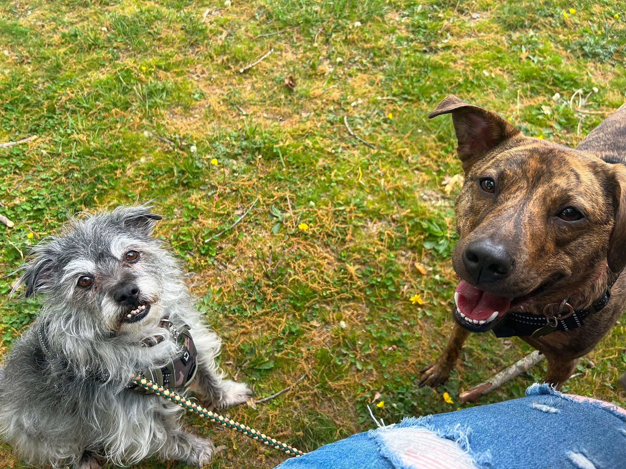 Murphy is registered to the contest to win money with this photo: canidae, carnivore, collar, companion_dog, dog, dog_breed, dog_collar, dog_supply, fawn, grass, guard_dog, leash, schnauzer, small_terrier, snout, sporting_group, terrier, toy_dog, working_animal, working_dog