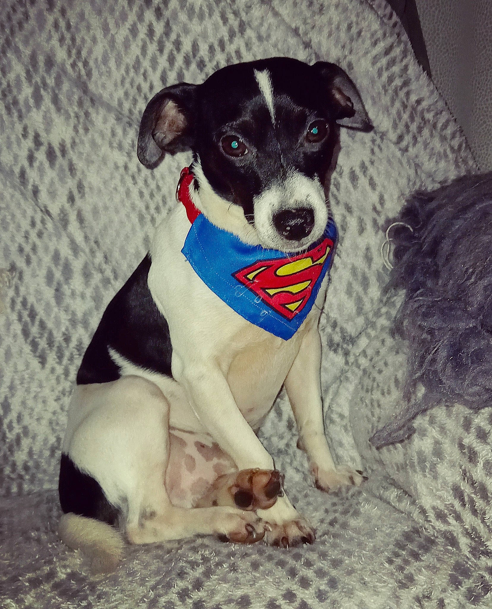 Piwi participe au concours pour gagner de l'argent avec cette photo : canidae, carnivore, collar, companion_dog, dog, dog_breed, dog_collar, fur, non_sporting_group, paw, puppy, sitting, sporting_group, whiskers, working_animal, working_dog