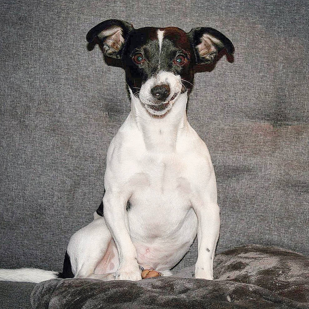 Piwi participe au concours pour gagner de l'argent avec cette photo : art, canidae, carnivore, collar, companion_dog, dog, dog_breed, dog_collar, fawn, hunting_dog, illustration, non_sporting_group, painting, paw, snout, sporting_group, tail, terrestrial_animal, toy_dog, working_animal