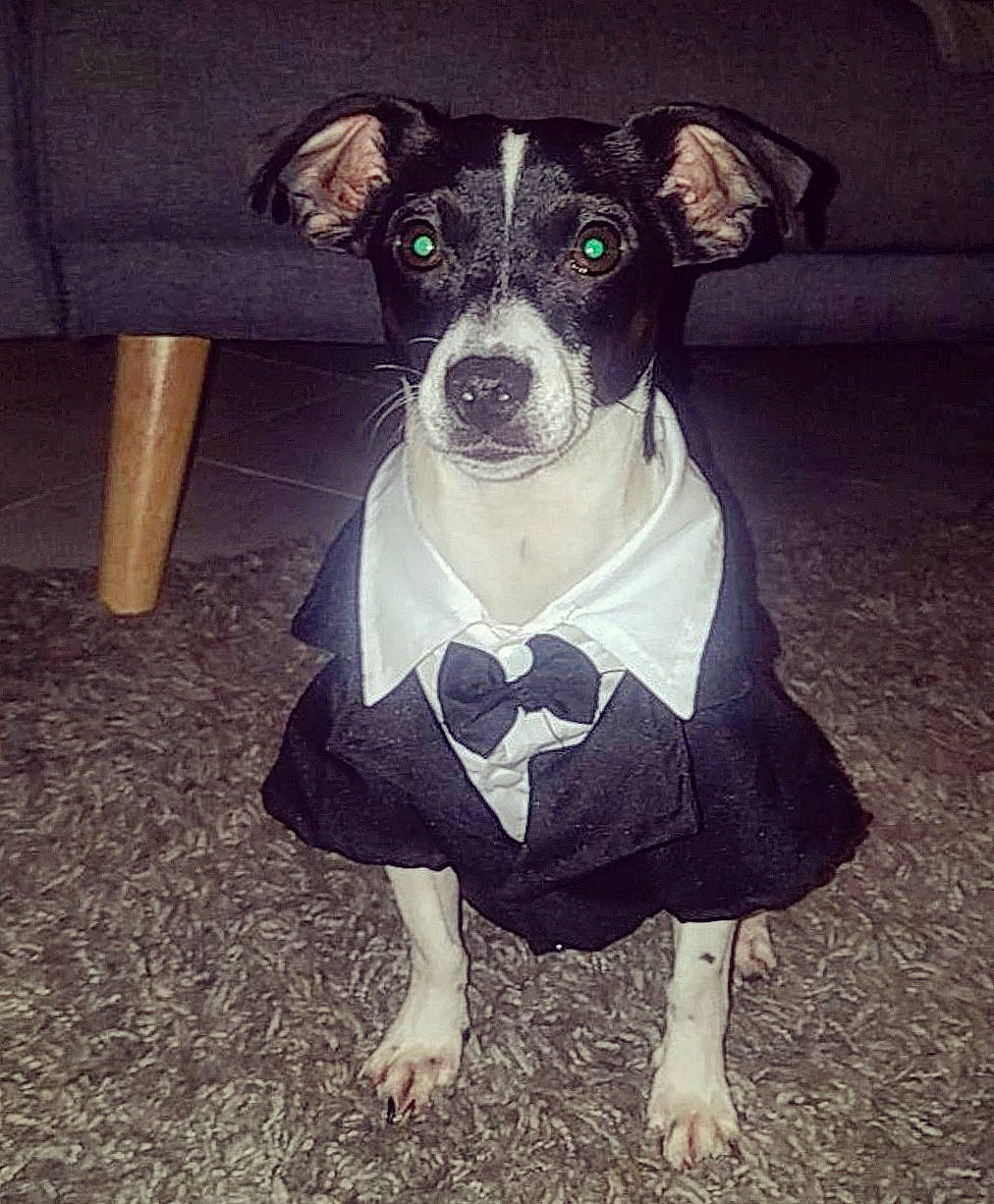 Piwi participe au concours pour gagner de l'argent avec cette photo : canidae, carnivore, collar, companion_dog, dog, dog_breed, dog_clothes, dog_collar, dog_supply, eyewear, fawn, personal_protective_equipment, pet_supply, sleeve, snout, sporting_group, t_shirt, toy_dog, whiskers, working_animal