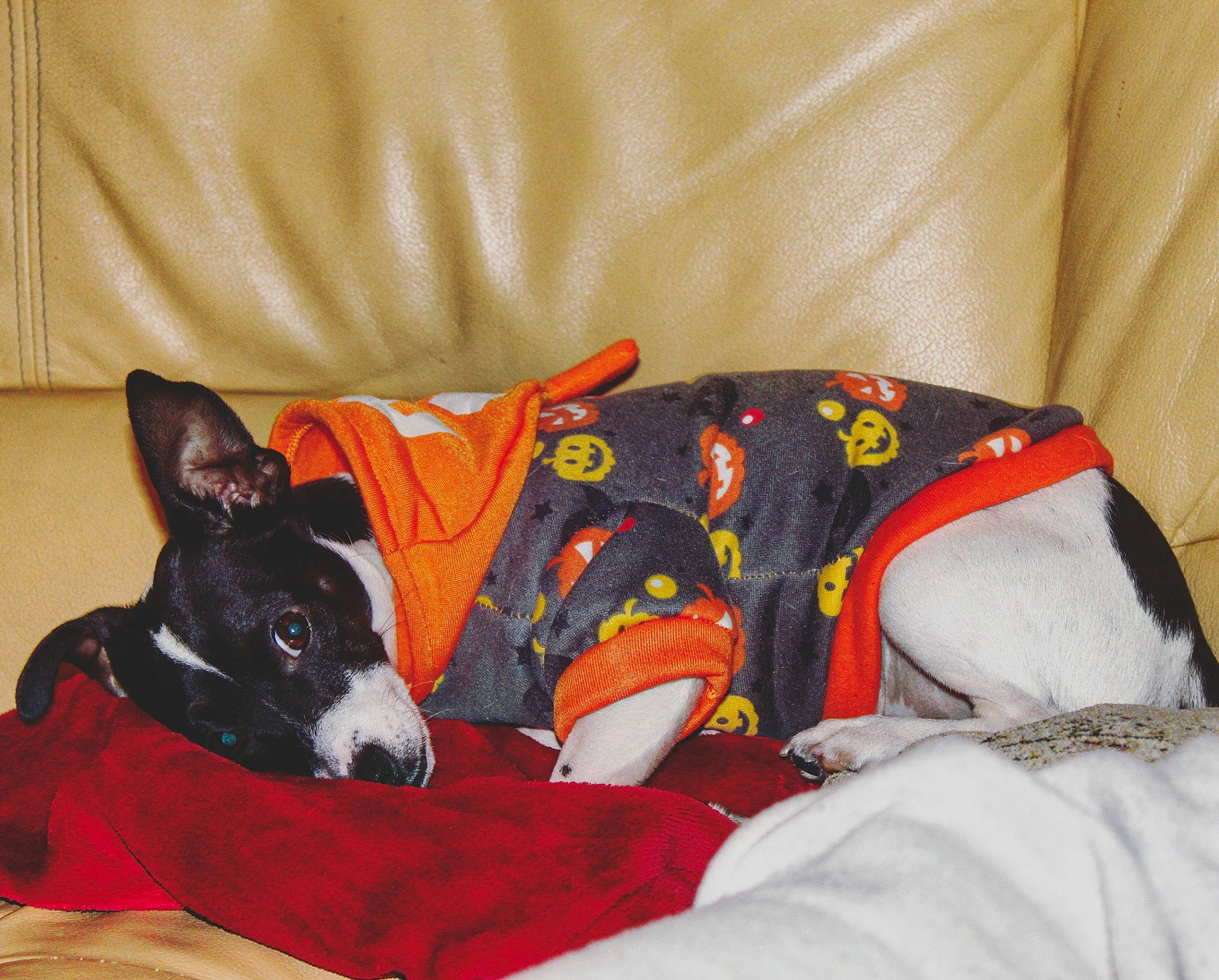 Piwi a rejoint le concours — aidez-le/la à gagner de superbes lots ! bedding, blanket, carmine, carnivore, comfort, companion_dog, couch, dog, dog_breed, dog_supply, linens, nap, pillow, working_animal