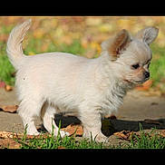 Anouk a rejoint le concours — aidez-le/la à gagner de superbes lots ! puppy, dog, small_dog, cream_color, fluffy, outdoor, grass, leaves, sunlight, cute, pet, animal, canine, side_view, ears, tail, nature, alert, young, walkway