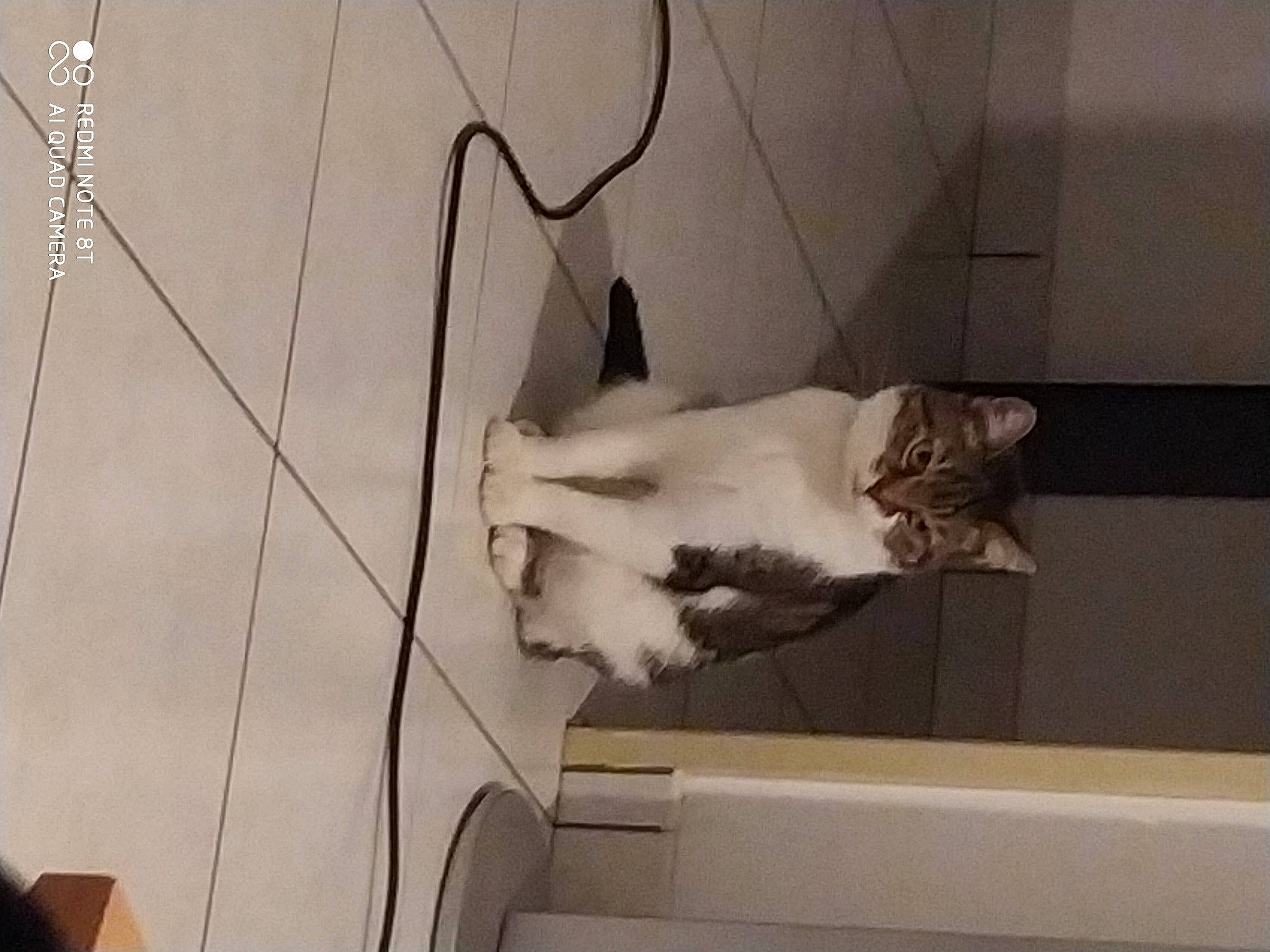 Galipette a rejoint le concours — aidez-le/la à gagner de superbes lots ! carnivore, cat, fawn, felidae, kitten, small_to_medium_sized_cats, tail, whiskers