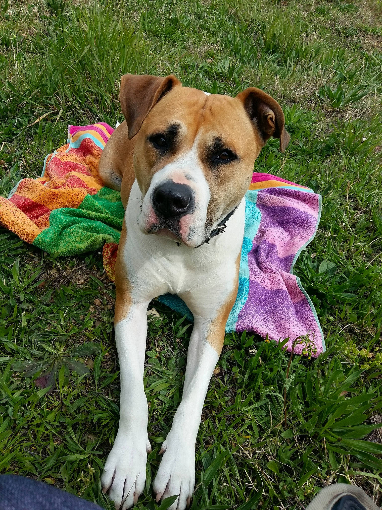 Scarlett participe au concours pour gagner de l'argent avec cette photo : american_pit_bull_terrier, american_staffordshire_terrier, ancient_dog_breeds, canidae, carnivore, companion_dog, dog, dog_breed, fawn, grass, mammal, non_sporting_group, puppy, rare_breed_dog, snout, sporting_group, vertebrate