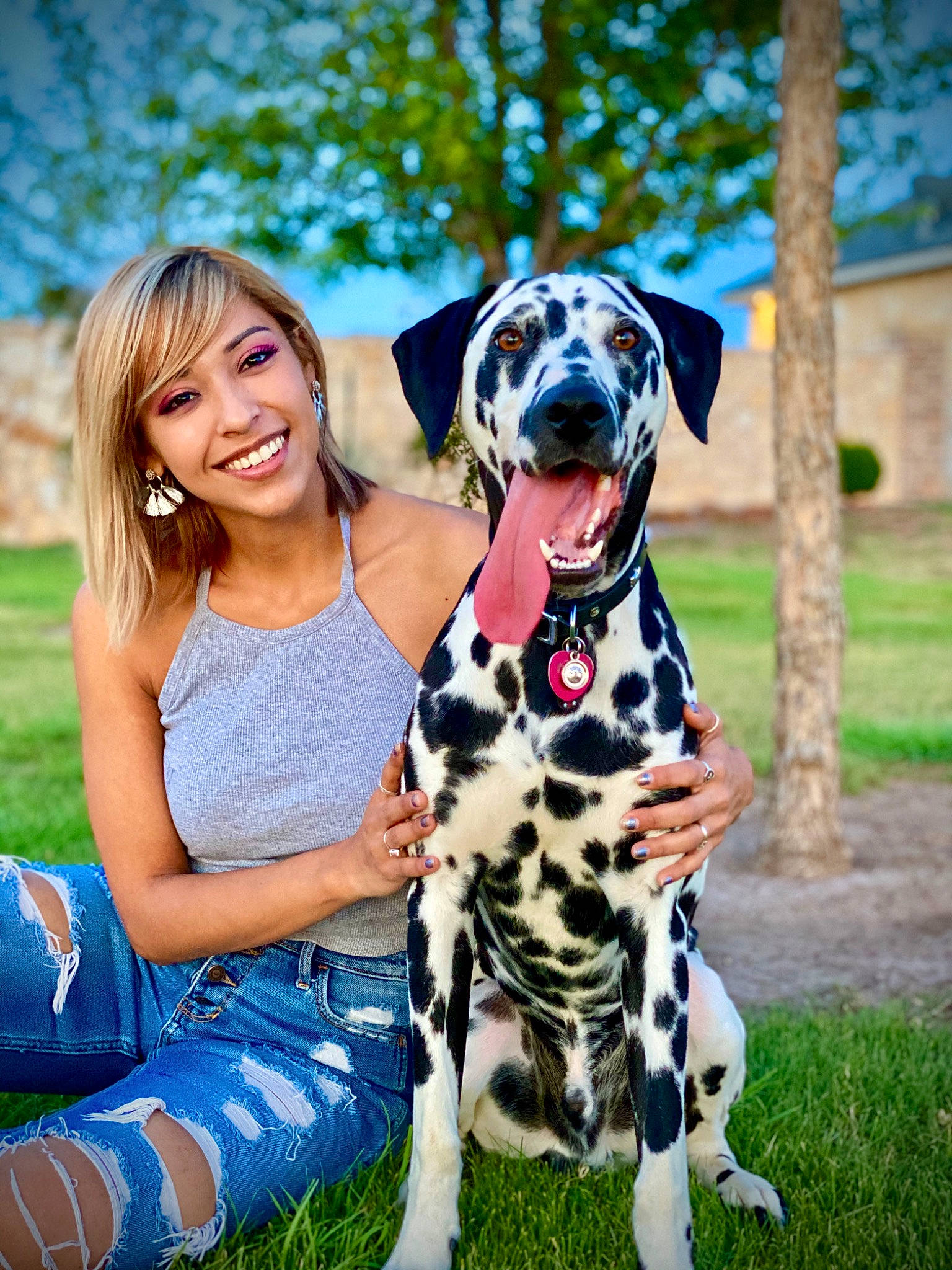 Pluto is registered to the contest to win money with this photo: canidae, carnivore, companion_dog, dalmatian, dog, dog_breed, fawn, grass, great_dane, mammal, non_sporting_group, plant, sporting_group, vertebrate
