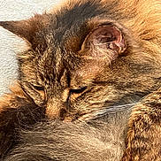 Rufus is registered to the contest to win money with this photo: cat, tabby, close_up, fur, whiskers, sleeping, resting, tail, animal, pet, cozy, cute, feline, indoor, relaxed, mammal, domestic_animal, brown, striped, soft