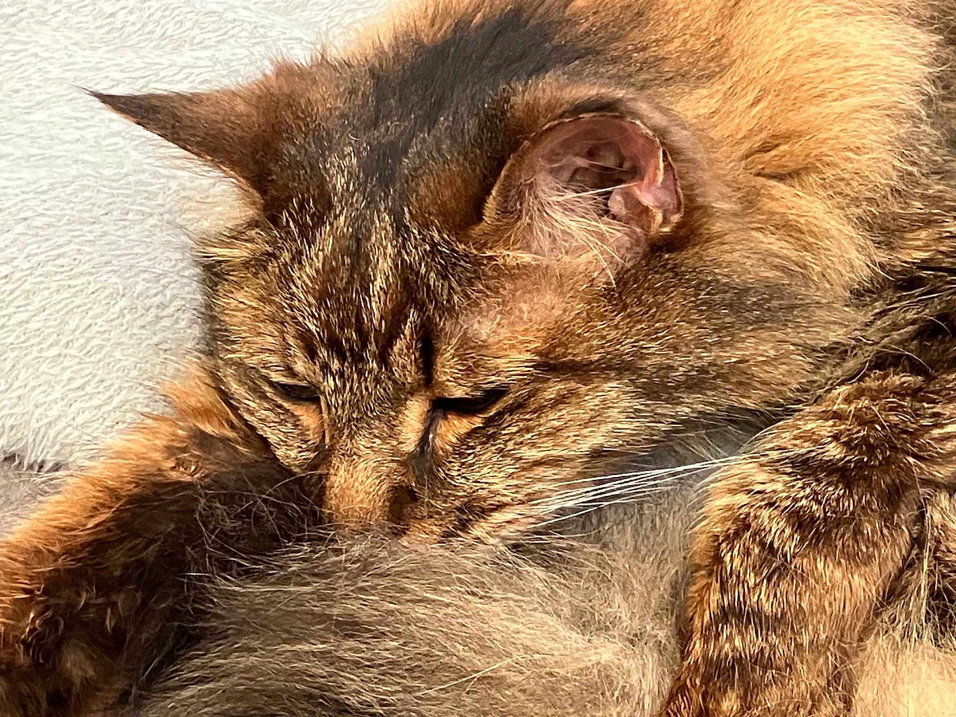 Rufus is registered to the contest to win money with this photo: cat, tabby, close_up, fur, whiskers, sleeping, resting, tail, animal, pet, cozy, cute, feline, indoor, relaxed, mammal, domestic_animal, brown, striped, soft