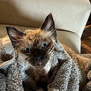 Casper joined the competition — help win amazing prizes! animal, blue_eyes, cat, closeup, couch, cozy, curious, cute, domestic, ears, face, feline, fur, indoor, kitten, pet, small, towel, wet, wrapped