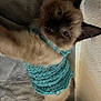 Casper is registered to the contest to win money with this photo: animal, cat, close_up, cozy, curious, cute, ears, fur, furry, gray_blanket, indoor, knitted_sweater, mammal, pet, relaxed, resting, siamese_cat, sleepy, turquoise, whiskers