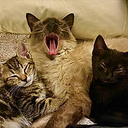 Casper is registered to the contest to win money with this photo: animal, black_cat, blanket, cat, closeup, cozy, cute, domestic_animal, ears, feline, fur, kitten, pets, resting, siamese_cat, sleeping, snuggling, tabby_cat, whiskers, yawning