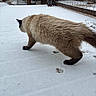 Casper is registered to the contest to win money with this photo: animal, backyard, cat, cold, daytime, exploration, fence, fluffy, fur, mammal, nature, outdoor, paw_prints, pet, quiet, quiet_moment, snow, walking, winter, wooden_fence