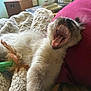 bedroom, blanket, cat, cozy, cushion, feather, feline, fluffy, fur, indoor, mouth_open, nap, paw, pet, relaxed, sleepy, stretching, toy, whiskers, yawning