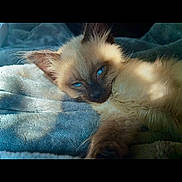 Casper is registered to the contest to win money with this photo: kitten, cat, siamese, blue_eyes, fur, pet, animal, sleepy, cozy, blanket, soft, close_up, indoor, resting, cute, young, whiskers, paw, relaxation, sunlight