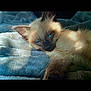 kitten, cat, siamese, blue_eyes, fur, pet, animal, sleepy, cozy, blanket, soft, close_up, indoor, resting, cute, young, whiskers, paw, relaxation, sunlight
