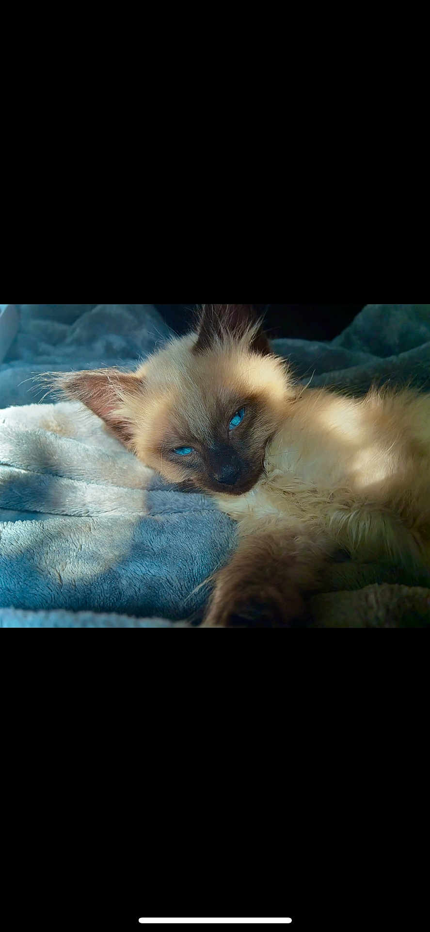 Casper is registered to the contest to win money with this photo: kitten, cat, siamese, blue_eyes, fur, pet, animal, sleepy, cozy, blanket, soft, close_up, indoor, resting, cute, young, whiskers, paw, relaxation, sunlight
