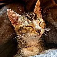 Hazel joined the competition — help win amazing prizes! adorable, animal, blanket, cat, closeup, comfort, cozy, cute, ears, fur, indoors, kitten, nap, pet, relaxed, resting, sleeping, soft, tabby, whiskers