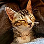 adorable, animal, blanket, cat, closeup, comfort, cozy, cute, ears, fur, indoors, kitten, nap, pet, relaxed, resting, sleeping, soft, tabby, whiskers