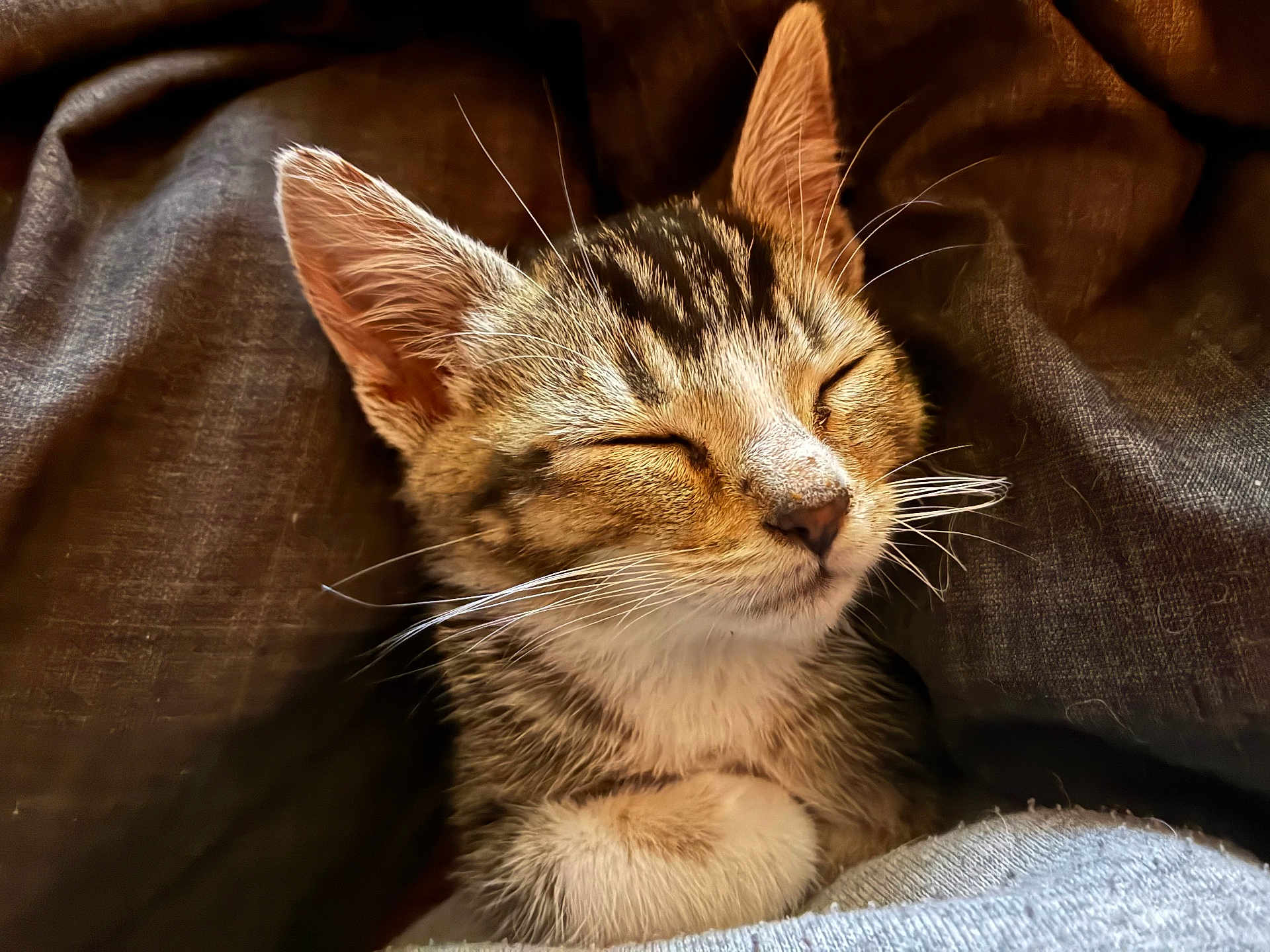 Hazel