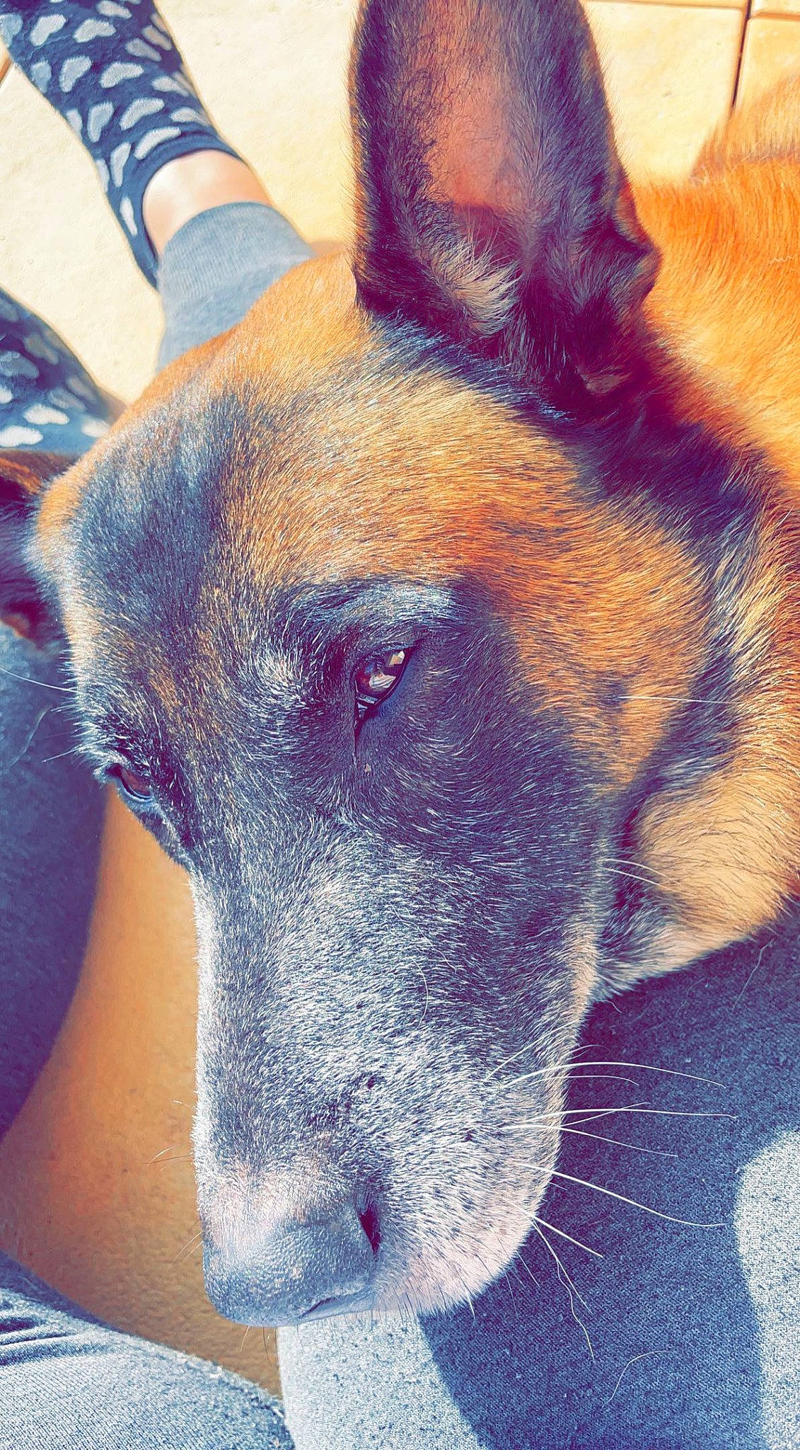 Gun a rejoint le concours — aidez-le/la à gagner de superbes lots ! ancient_dog_breeds, art, canidae, carnivore, collar, companion_dog, dog, dog_breed, dog_collar, electric_blue, fawn, fur, giant_dog_breed, herding_dog, non_sporting_group, snout, sporting_group, terrestrial_animal, whiskers, working_dog