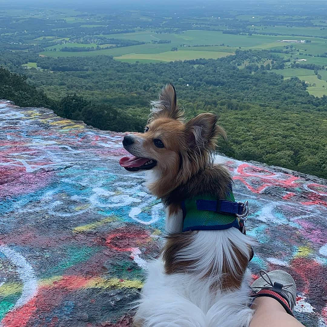 Chilly joined the competition — help win amazing prizes! adventure, canidae, carnivore, companion_dog, dog, dog_breed, dog_hiking, fawn, mountain, vacation, walking