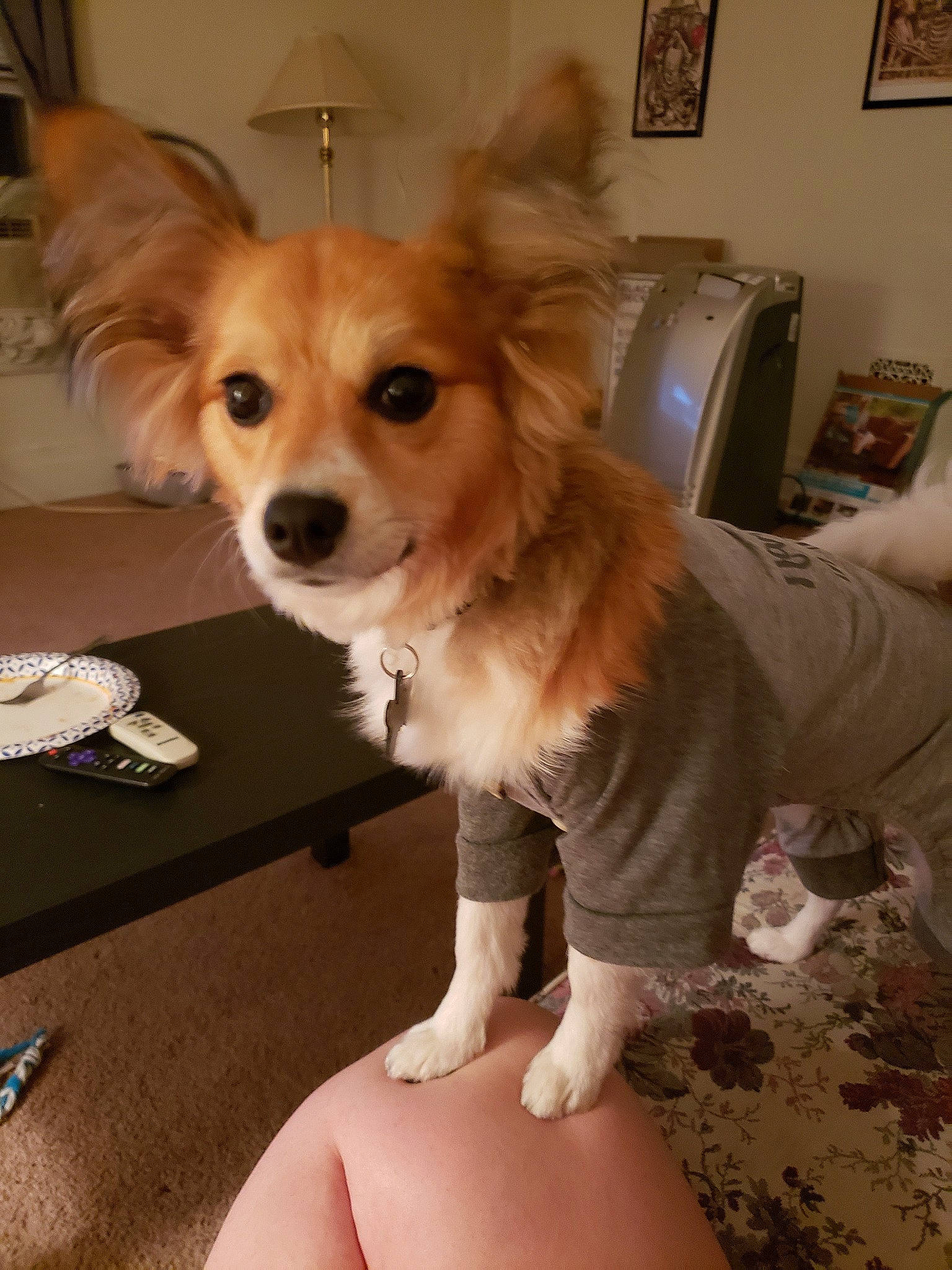 Chilly joined the competition — help win amazing prizes! ancient_dog_breeds, canidae, carnivore, companion_dog, dog, dog_breed, ear, fawn, fur, long_hair, mammal, papillon, pomeranian, puppy, small_greek_domestic_dog, snout, sporting_group, tibetan_spaniel, toy_dog, vertebrate