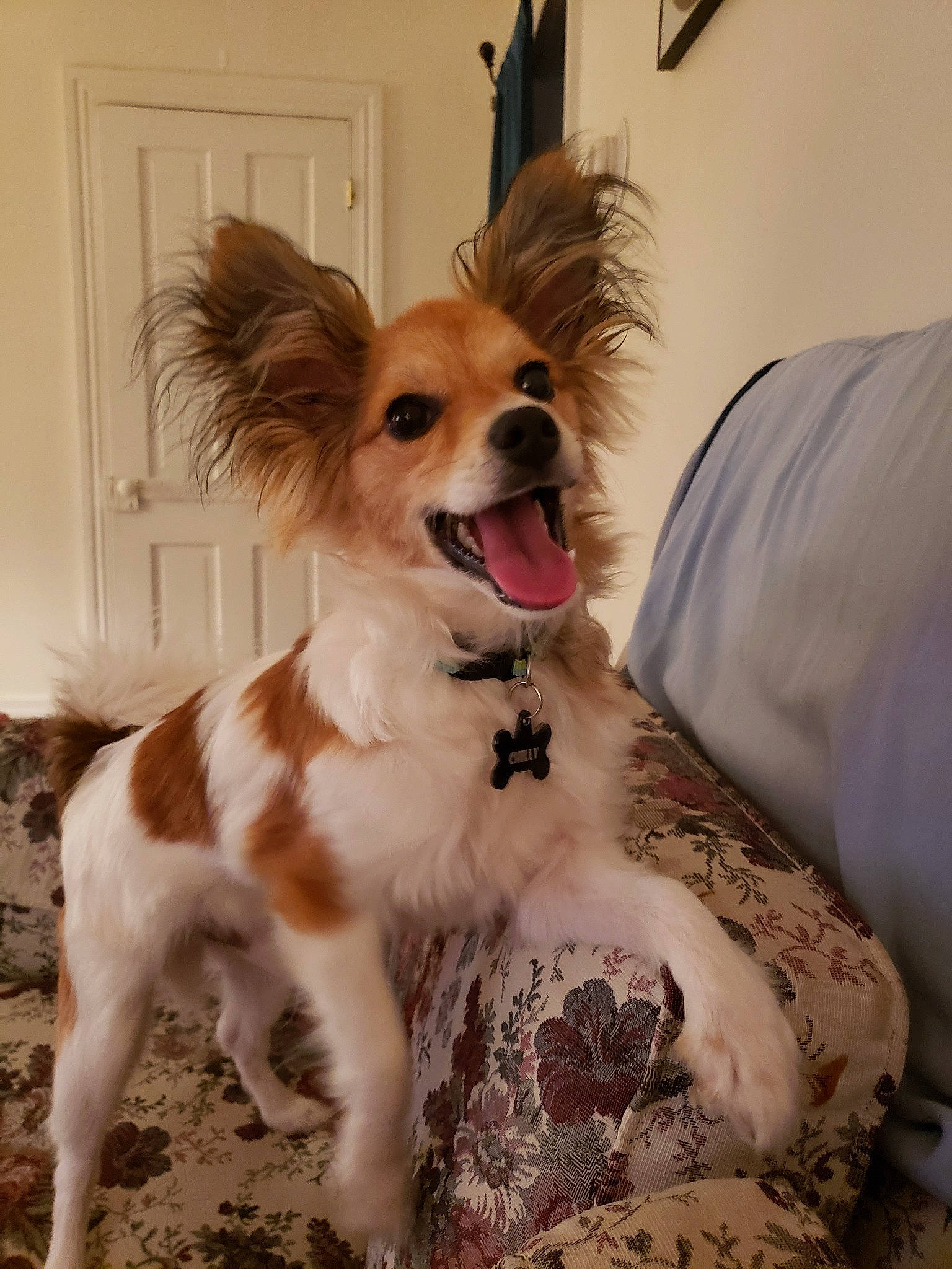 Chilly is registered to the contest to win money with this photo: canidae, carnivore, companion_dog, dog, dog_breed, fawn, fur, kooikerhondje, mammal, papillon, phalene, snout, spaniel, sporting_group, terrier