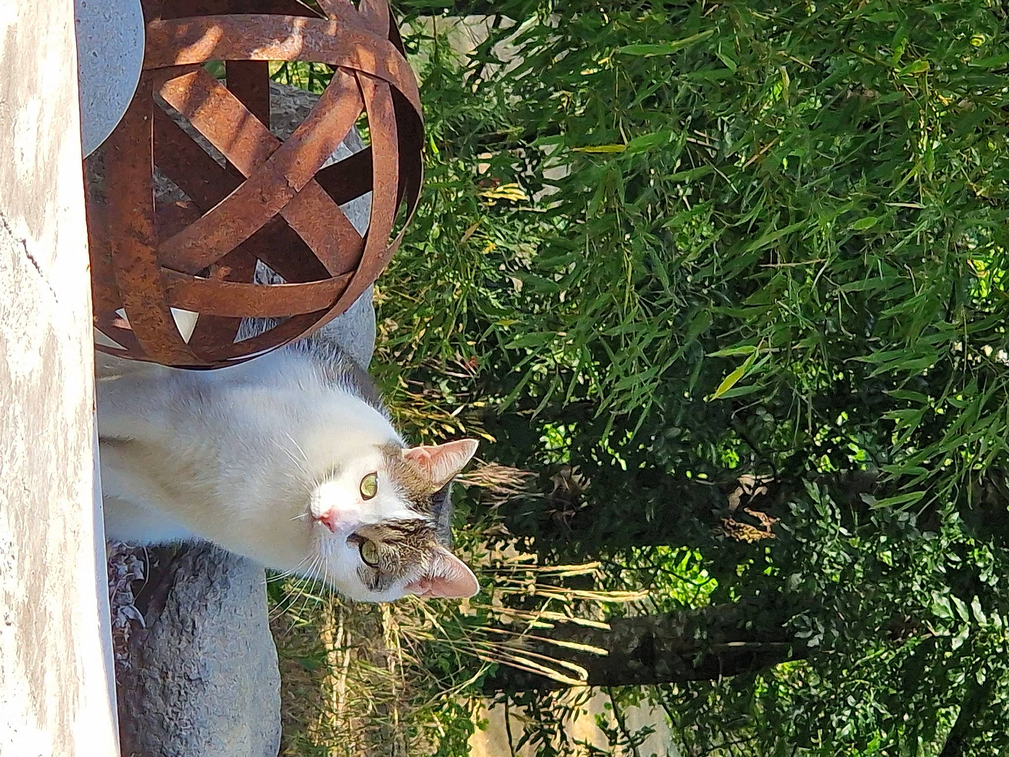 Fifille participe au concours pour gagner de l'argent avec cette photo : carnivore, cat, domestic_short_haired_cat, evergreen, fawn, felidae, fur, grass, herb, house, metal, plant, shrub, small_to_medium_sized_cats, tail, tree, trunk, whiskers, wood