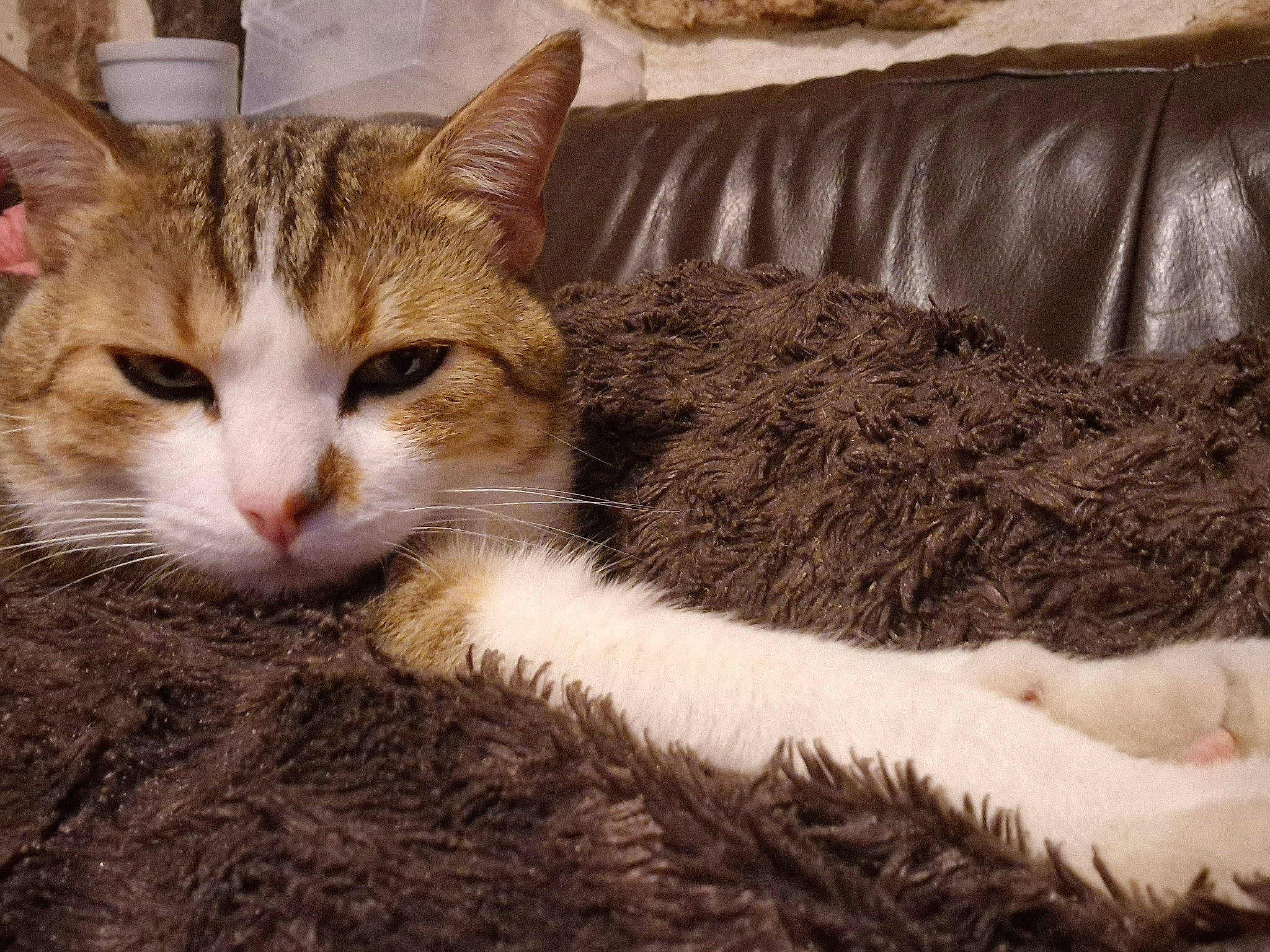 Loulou participe au concours pour gagner de l'argent avec cette photo : carnivore, cat, cat_supply, claw, comfort, domestic_short_haired_cat, felidae, fur, grass, paw, plant, small_to_medium_sized_cats, snout, tail, terrestrial_animal, tree, whiskers