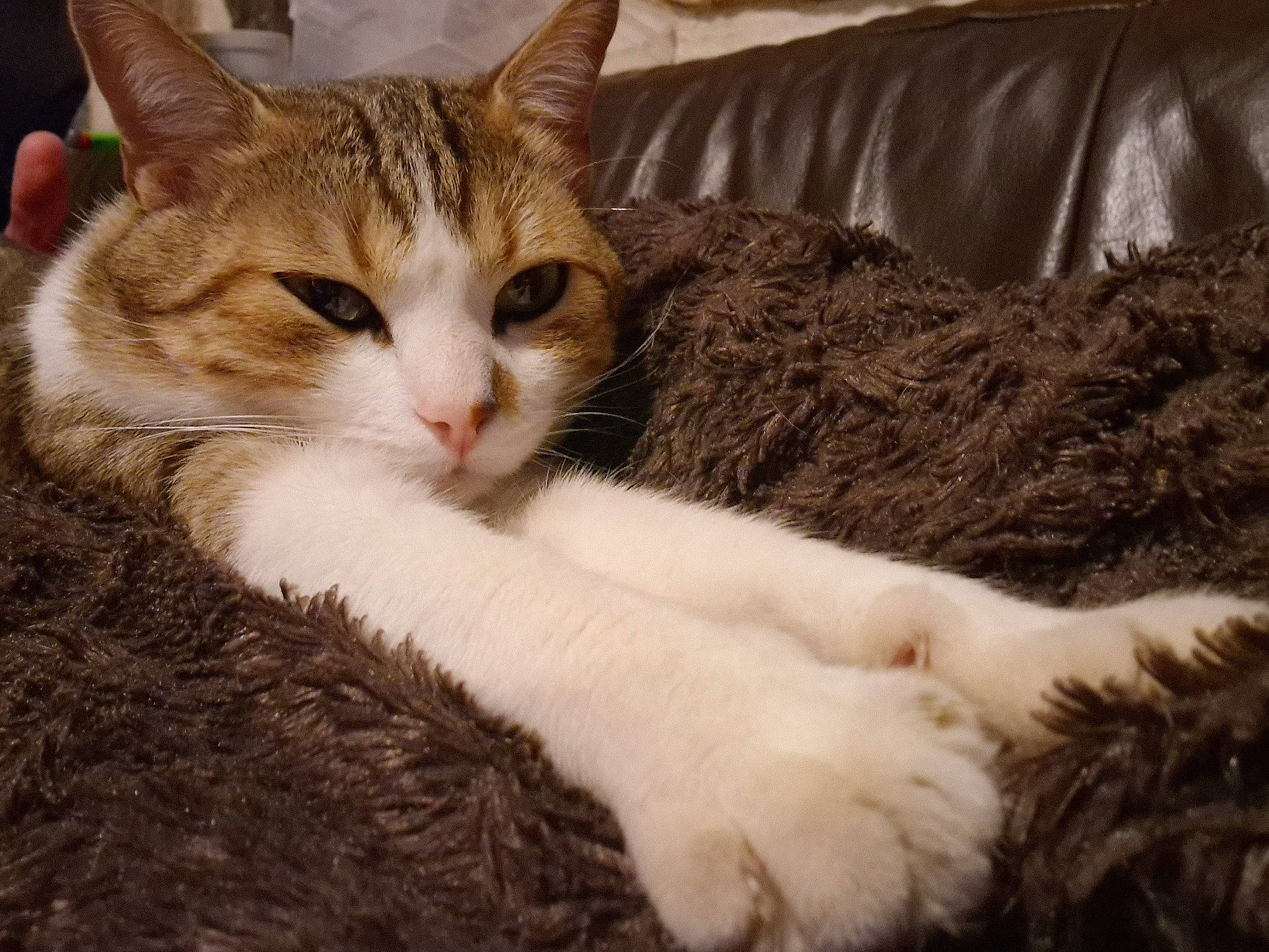 Loulou participe au concours pour gagner de l'argent avec cette photo : carnivore, cat, claw, comfort, couch, domestic_short_haired_cat, fawn, felidae, fur, nap, paw, plant, sitting, sleep, small_to_medium_sized_cats, snout, tail, terrestrial_animal, tree, whiskers