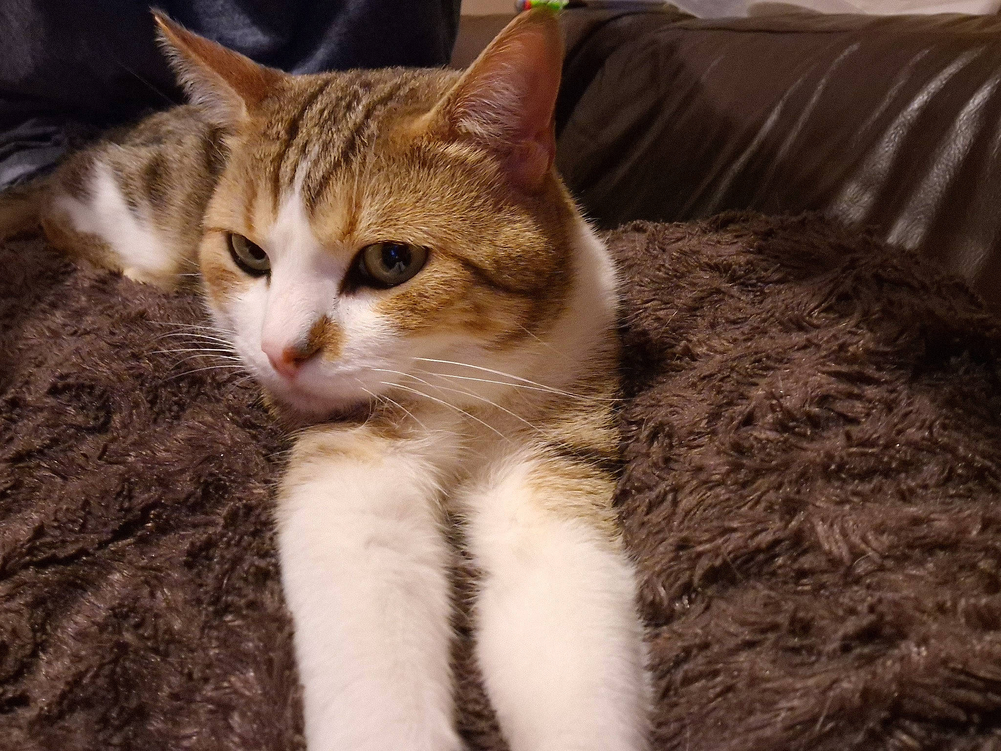 Loulou participe au concours pour gagner de l'argent avec cette photo : carnivore, cat, claw, comfort, domestic_short_haired_cat, eye, fawn, felidae, fur, paw, pillow, sitting, small_to_medium_sized_cats, snout, tail, terrestrial_animal, throw_pillow, tree, whiskers