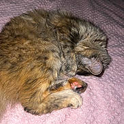 Calypso is registered to the contest to win money with this photo: cat, tabby, sleeping, curled_up, paw, pink_paw_pads, furry, pet, indoor, blanket, soft_texture, cute, cozy, resting, animal, fur, whiskers, ear, relaxed, domestic_cat