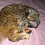 cat, tabby, sleeping, curled_up, paw, pink_paw_pads, furry, pet, indoor, blanket, soft_texture, cute, cozy, resting, animal, fur, whiskers, ear, relaxed, domestic_cat